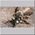 Andrena vaga - Weiden-Sandbiene 20.jpg